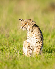 Bobcat (Lynx rufus) shaking after waking up from a nap - Point Reyes National Seashore, California, North America 