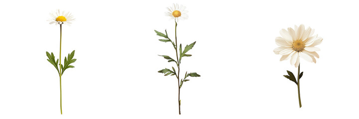 Set of Common daisy blossom, a white flower with green leaves isolated on a transparent background