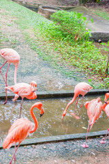 Vertical group of Caribbean flamingos in lake,Pink flamingos walking in the wate,rflamingo family,Sea world Flamingos,Travel Zoo,wild life birds and animals,copy space.
