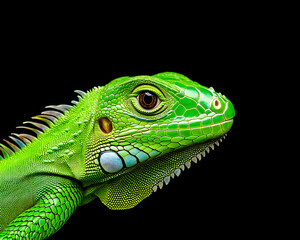 Fototapeta premium Close-up of vibrant green iguana head