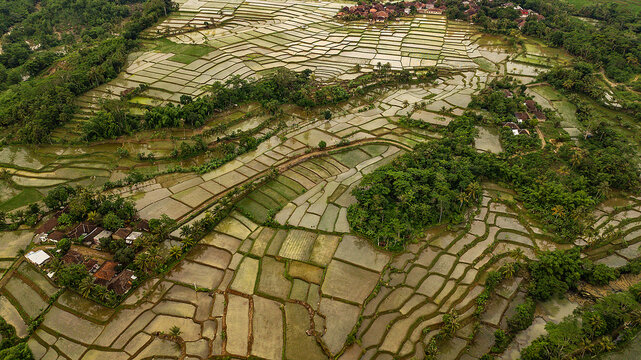 Full frame aerial view of Rice fields, Ciletuh-Palabuhanratu Geopark, Pelabuhan Ratu, Sukabumi Regency, West Java, Indonesia