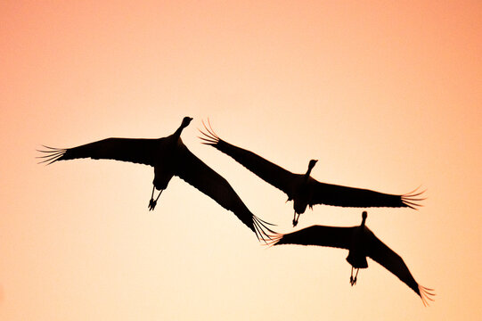 Low angle silhouette of three Cranes flying in the sky at sunset, Israel