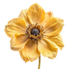yellow flower isolated on white background