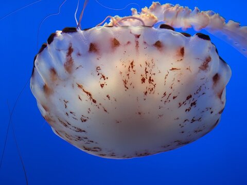 Close-up of an upside down Jellyfish swimming in an aquarium