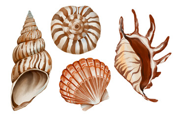set of seashells Summer Beach Hand drawn illustration on a transparent background