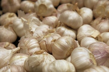 Plenty of firm garlic bulbs (Allium sativum), selective focus, on the counter of a vegetable shop or farm market, close-up.