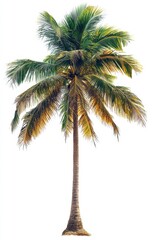 Obraz premium Lush Tall Palm Tree with Green Leaves Against a Bright White Background Ideal for Tropical and Nature-Themed Designs and Backgrounds