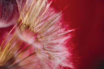 Close-up macro of a dandelion clock seed head with a red background