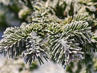 Fir branch with needles covered with frost. Natural winter season background