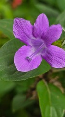 blume, lila, natur, pflanze, garden, blau, veilchen, blume, flora, aufblühen, frühling, blühen, makro, sommer, close up, schönheit, stiefmütterchen, pink, iris, floral, blütenblätter, blatt, farbe