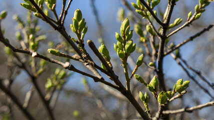 Springtime Branches with Fresh Buds
