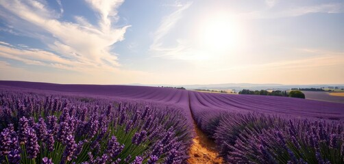 Naklejka premium Rolling purple lavender fields under a bright Proven?al sky, holiday, bloom