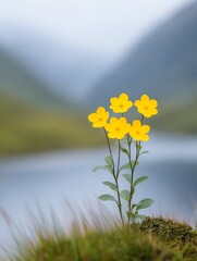 Beautiful yellow flowers in a gloomy landscape of Norway covered in fog highlighting a contrast between life and mystery.