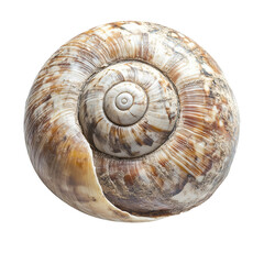 Snail Isolated on Transparent Background