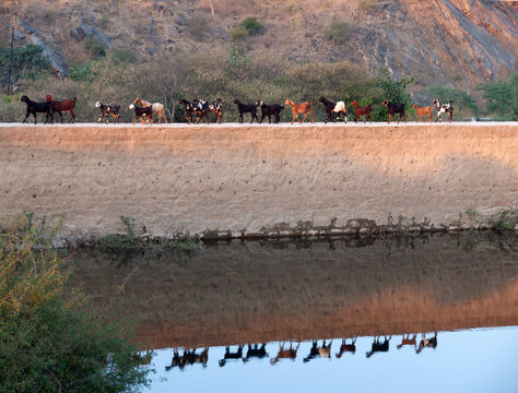 Herd of Goats walking along a raised road and their reflections below,  Rajasthan, India