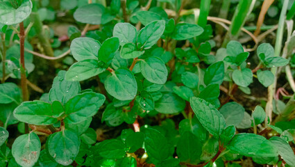 Close-Up Image of Fresh Green Mint Leaves in a Garden