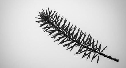Isolated Fir Tree Branch in Black and White Against Bright Background