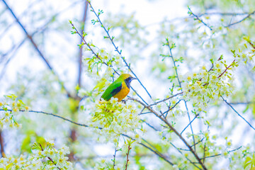 Bird in colorful color. Small cute bird on the white flowers sakura tree in Thailand.