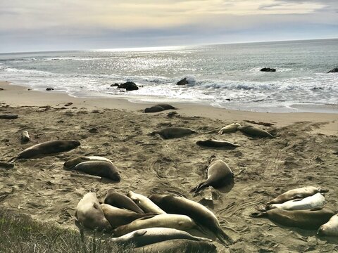 Elephant seals on the beach viewed from Elephant Seal Vista Point off Cabrillo Highway, California, USA