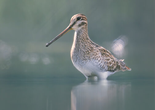 Wild Latham's snipe (Gallinago hardwickii) wading in a calm lagoon, Australia