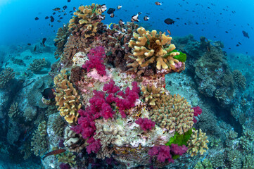 Group of cauliflower corals with vibrant purple soft coral on the reef at West of Eden, one of the most popular dive sites in Similan Islands National Park, Andaman sea, Thailand..