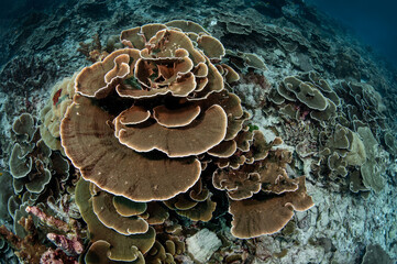 A large field of lettuce coral reef or cabbage leaf coral underwater landscape in Similan Islands...