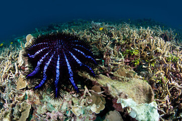 Crown of thorns starfish on fine branched coral reef at Racha Island, a popular dive site in Phuket, Thailand. Underwater marine life behavior