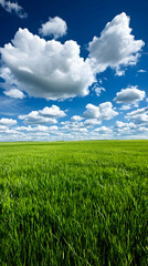 Obraz premium Expansive field of vibrant green grass under a vivid blue sky dotted with puffy white clouds