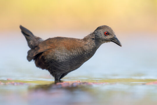 Wild spotless crake (Porzana tabuensis) foraging in a shallow water lagoon, Australia