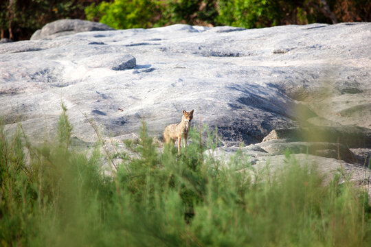 Golden jackal (Canis aureus) standing on a rock, Pench National Park, Madhya Pradesh, India