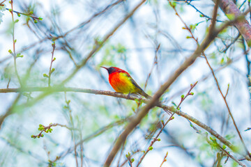 Bird in red and yellow color on the tree branch. finch bird