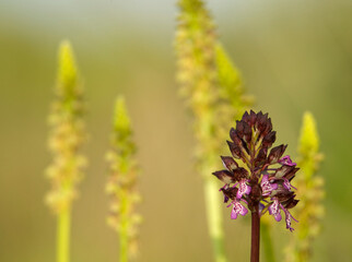 Portrait of Lady orchid (Orchis purpurea) growing in the meadow Muros, SS, Sardegna. italy