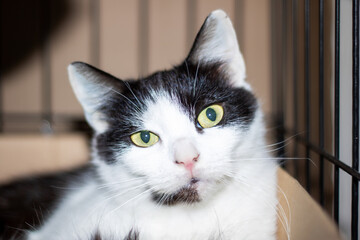 A black and white cat with yellow eyes is inside a cage