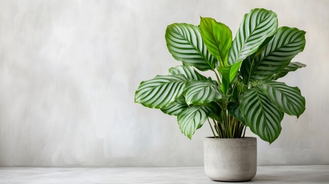 Large green leaves of catathea. Tropical plant with long oval leaves of calathea for indoor garden.