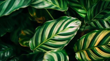 Large green leaves of catathea. Tropical plant with long oval leaves of calathea for indoor garden.