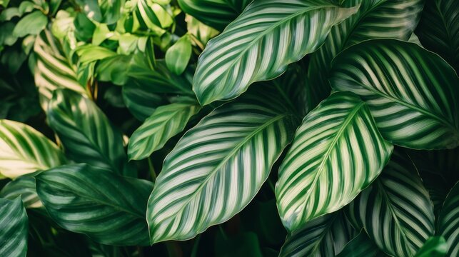Large green leaves of catathea. Tropical plant with long oval leaves of calathea for indoor garden.