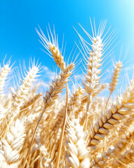Golden wheat stalks sway gently under a brilliant blue sky  Close-up view reveals the intricate details of the ripe gra
