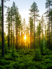 Fototapeta premium Golden sunset through a pine forest