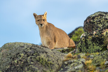 Puma family, male, female and cub living in Chilean Patagonia.