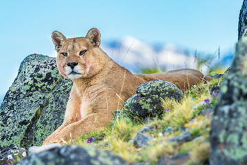 Puma family, male, female and cub living in Chilean Patagonia.