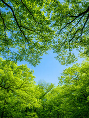 Fototapeta premium Lush green foliage canopy, bright blue sky
