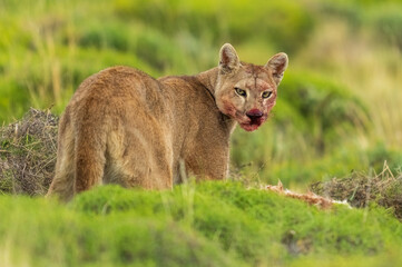 Puma family, male, female and cub living in Chilean Patagonia.