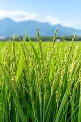 Fototapeta premium Lush green rice paddy field in bloom