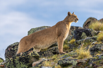 Puma family, male, female and cub living in Chilean Patagonia.