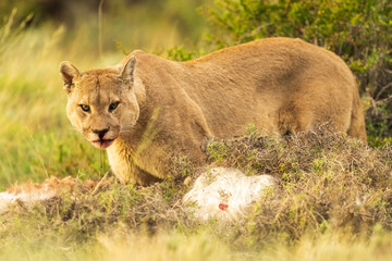 Puma family, male, female and cub living in Chilean Patagonia.