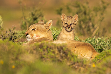 Puma family, male, female and cub living in Chilean Patagonia.