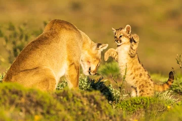 Fotobehang Poema Puma family, male, female and cub living in Chilean Patagonia.  © Risto