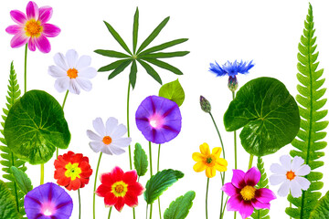 Bright colorful flowers isolated on light background. Floral arrangement.