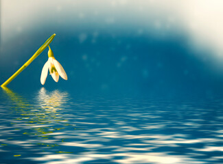 reflection in water of the first spring snowdrop flower.