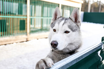 Dog in asylum. Husky looking over the fence waits for adoption. Abandoned dog. Animal shelter concept. © Kate